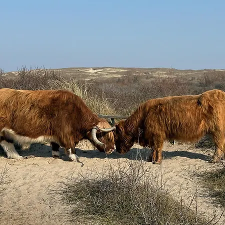 Moana2 Egmond aan Zee