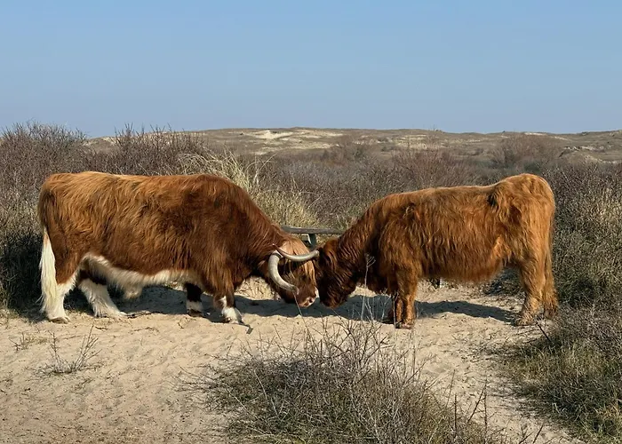 Moana2 Egmond aan Zee